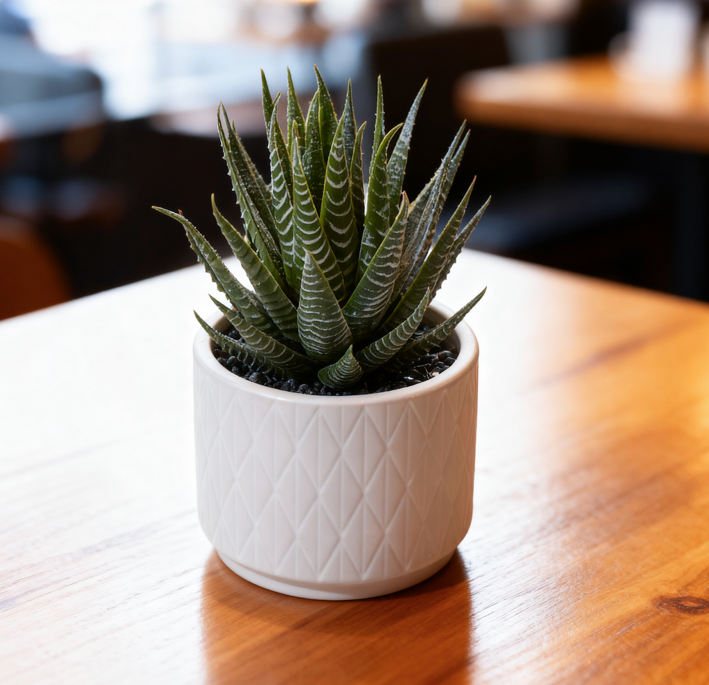 aloe vera plant in ceramic pot Artificial Dark Green Aloe Plant in Matte White Ceramic Pot 6" high – Kurrajong Farmhouse USA