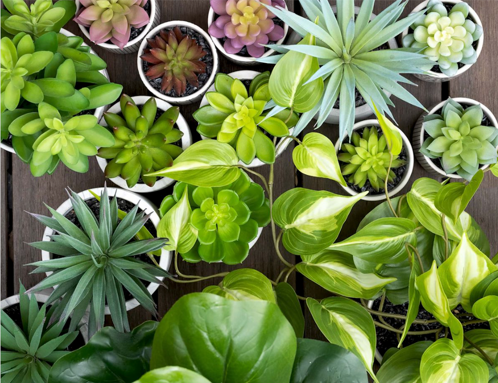 The easiest plants you'll ever own